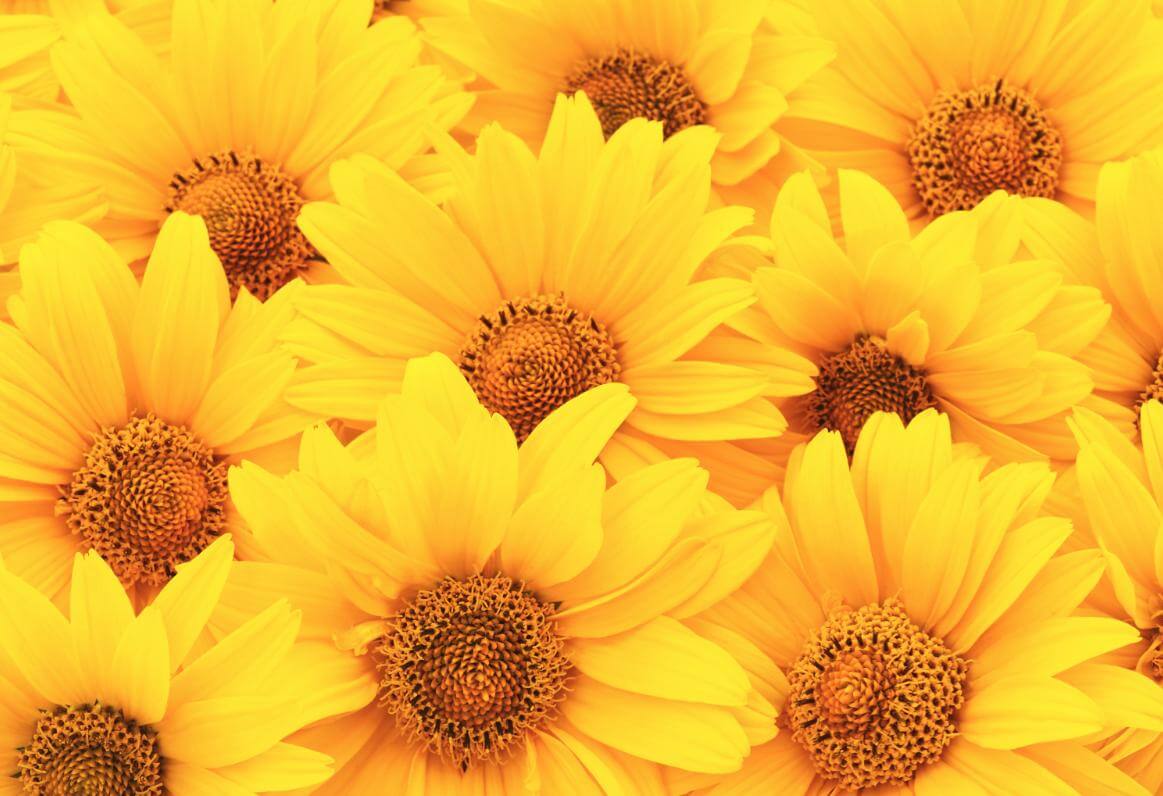 sunflowers_www.imagesplitter.net